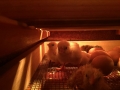 20180426_anSchuB_Huehner_02