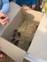 20180530_anSchuB_Huehner_15