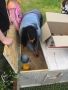 20180530_anSchuB_Huehner_16