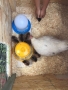 20180530_anSchuB_Huehner_24
