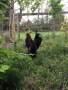 20180603_anSchuB_Huehner_08