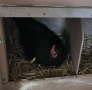 20180606 Vom Ei zum Huhn_0005